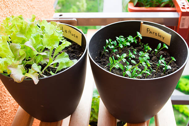  Gardening Tips for Small Container Spaces